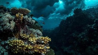 المملكة العربية السعودية تستضيف القمة العالمية للشعاب المرجانية