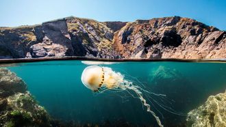 World Future Energy Summit 2026 Ocean Screenings