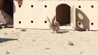 إعادة توطين الأرنب العربي يعزز شبكة الصحراء