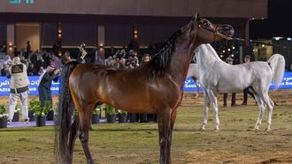 مهرجان الأمير سلطان 2026 يتوج أفضل الخيول