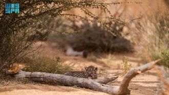 النمر العربي في العلا: جهود الحفاظ عليه