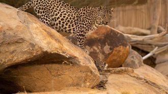 Arabian Leopard Leap Of Hope At AlUla
