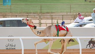 Camel Festival Closes Under Patronage