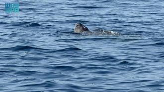 Leatherback Turtle Spotted In Red Sea