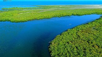 أشجار المانغروف والصناعة في جازان