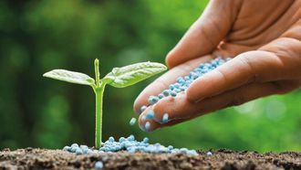 Nanocellulose From Pineapple Waste Soils