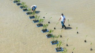 إعادة تأهيل أشجار المانجروف الحمراء في بحيرة الوجه