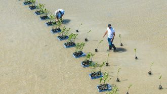 Red Mangroves Hit 5,000 Seedlings In Al Wajh