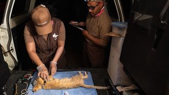 Sand Cat GPS Tracking Sets Global Benchmark