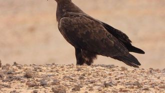 نسور السهوب في محمية الملك سلمان: تم رصد 2850 نسرًا