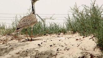 تحمي المحميات الطبيعية في الإمارات العربية المتحدة من آثار تغير المناخ