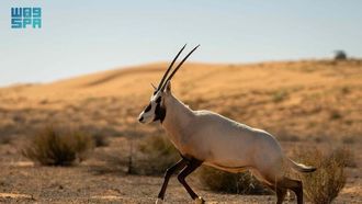 إعادة توطين الحياة البرية في السعودية تصل إلى 10 آلاف