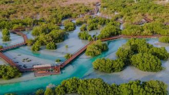 طاقة تدعم التنوع البيولوجي لأشجار القرم في أبوظبي