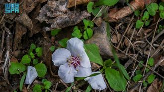 Al-Baha Almond Blossoms Illuminate Terraces