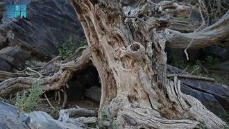 شجرة الأراك والمسواك في العلا