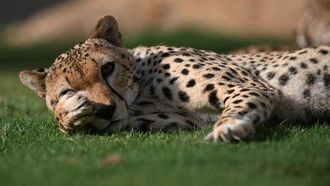 حملة التنوع البيولوجي في المملكة العربية السعودية