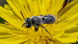 Mining Bees Spotted In Northern Borders