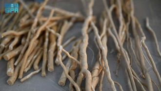 مشروع المسواك يدمج بين التراث والاستدامة