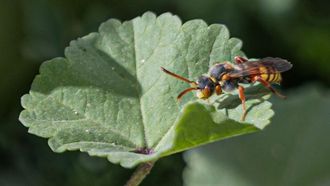 ظهرت نبتة نومادا فابريسيانا في الحدود الشمالية