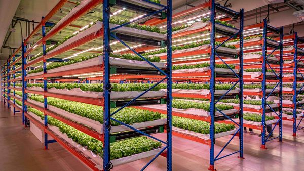 Emirates Acquires Largest Indoor Farm
