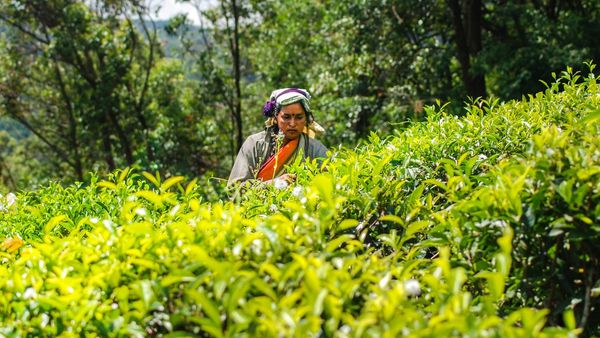 Sri Lanka Pays Oil Debt with Tea