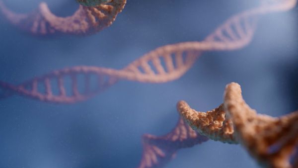  مصير كروموسوم Y في البشر