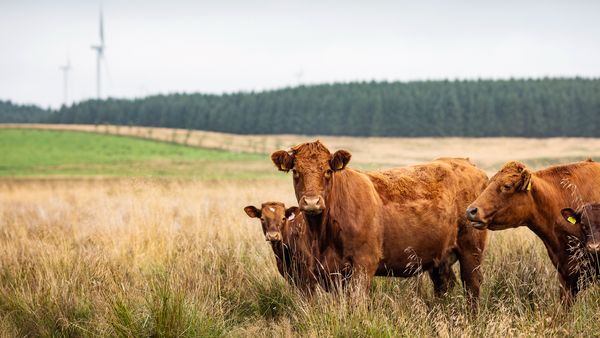 Sustainable Leather in Automotive Sector