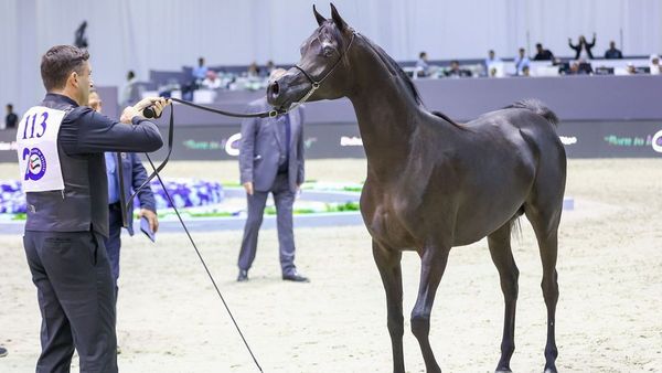 205 Horses in Dubai Horse Championship