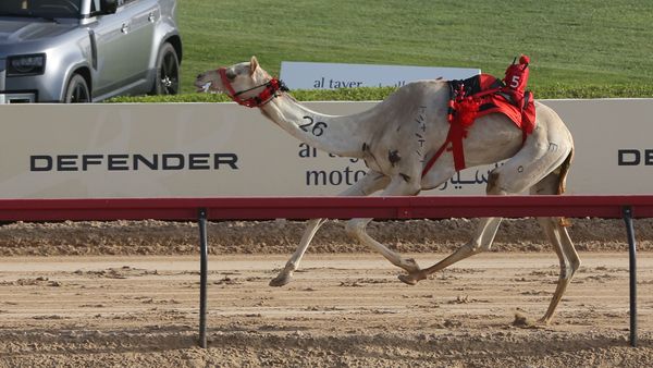 Camel Wins Emirates Sword