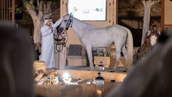 Arabian Horses & Chulip Art in Abu Dhabi