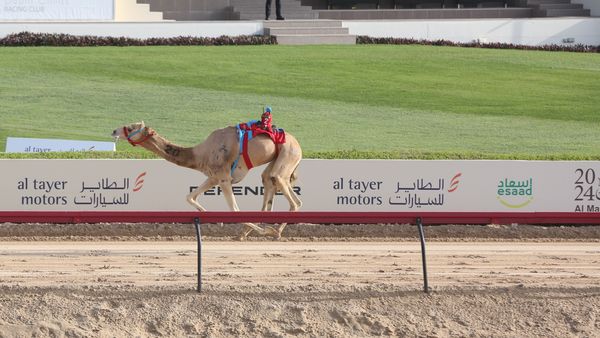 Camel Wins Emirates Sword