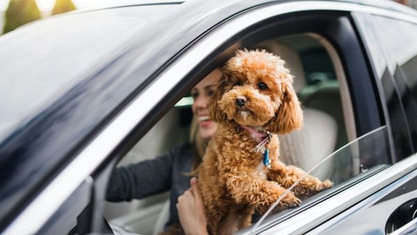 Risks of Leaving Items in Hot Cars