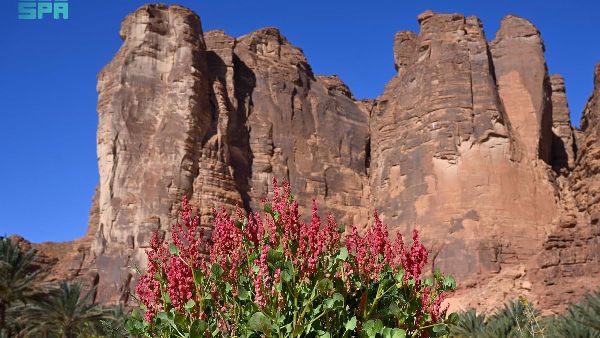 Sorrel: Spring's Nutritional Herb Sorrel: Spring's Nutritional Herb