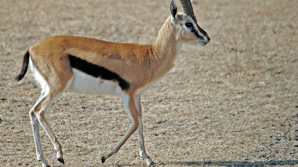 Sultan Qaboos Prize Renewed for Six Years