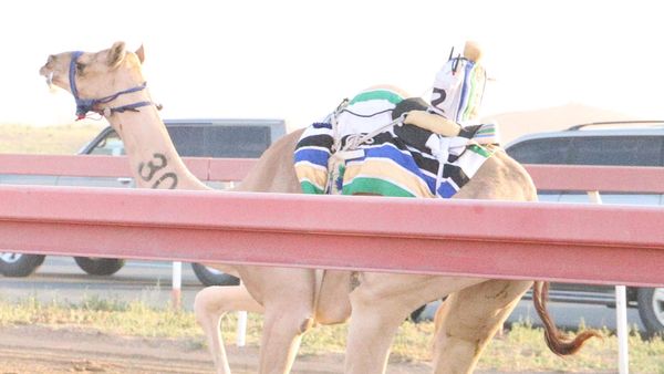 New Camel Races in Al Dhaid