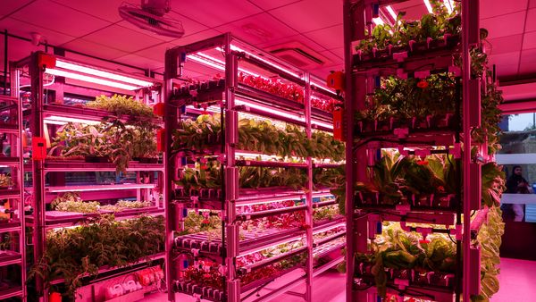 Harvest Festival at Expo City Farm