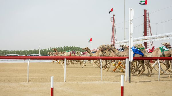 Sheikh Mansour at Camel Race