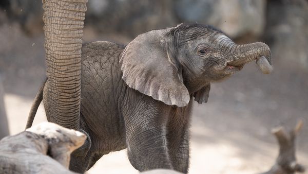 New Elephant Born at Sharjah Safari