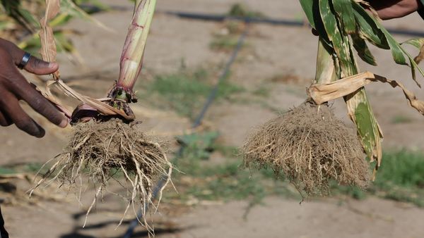 Award Champions Climate Action