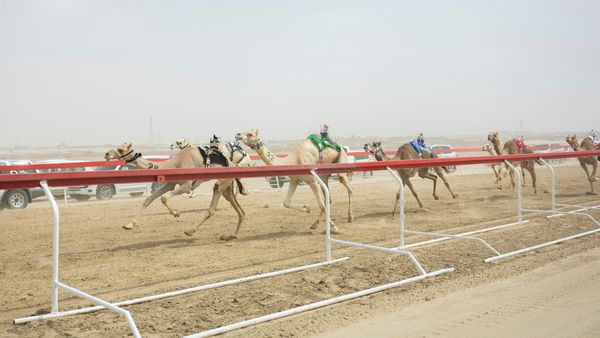Sheikh Mansour at Camel Race