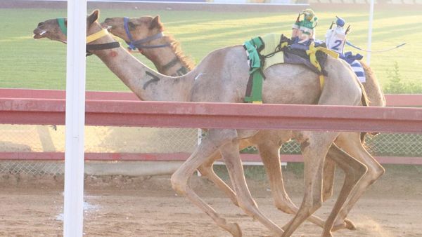 Weanling Camel Races at Al Dhaid