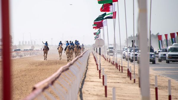 Camel Marathon Merges Heritage at Al Wathba