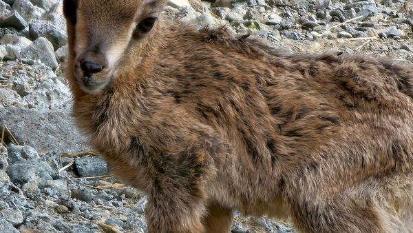 First Arabian Tahr Born in Sharjah
