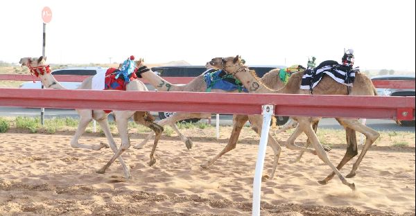 New Weanling Races at Al Dhaid