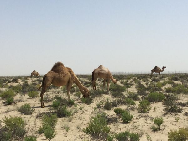 2024 Grazing Season in Abu Dhabi