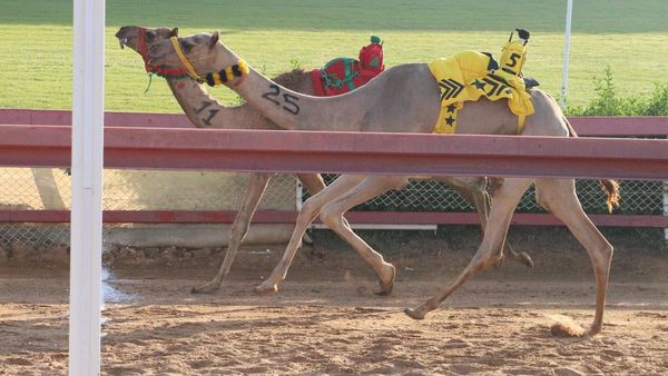 Weanling Camel Races at Al Dhaid