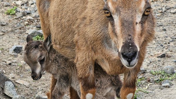 First Arabian Tahr Born in Sharjah
