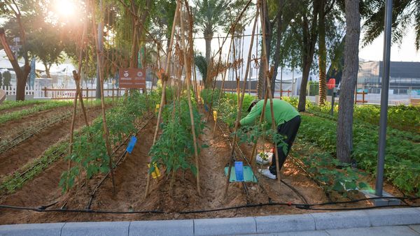 Harvest Festival at Expo City Farm
