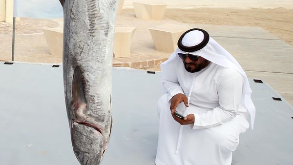 Al Dhafra Kingfish Finale in April 2024