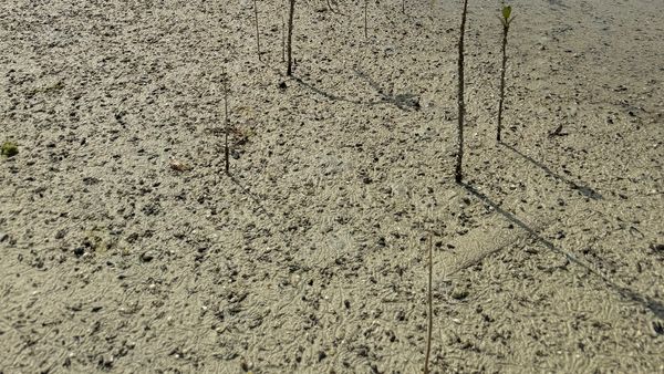 850K Mangroves Planted for COP28